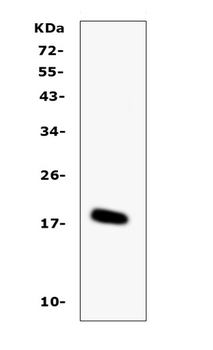 IL-16/Il16/IL Rabbit Polyclonal Antibody