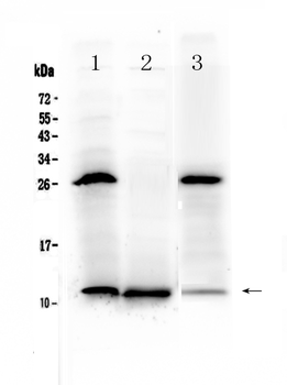 TFF3 Antibody