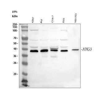 Apg3/ATG3 Rabbit Polyclonal Antibody