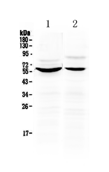KPNA2 Rabbit Polyclonal Antibody