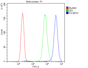 FH Antibody