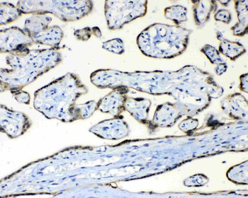FH Antibody