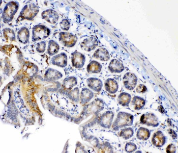 FH Antibody
