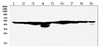 FH Antibody