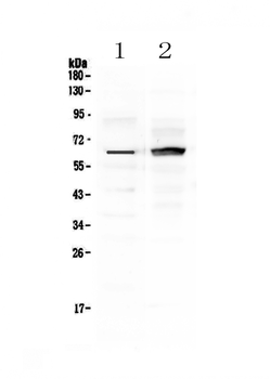 Frizzled 4/FZD4 Rabbit Polyclonal Antibody