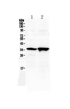 Six3 Rabbit Polyclonal Antibody