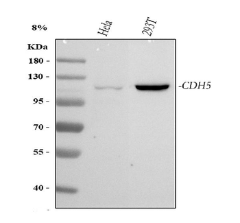 VE-Cadherin CDH5-/VE Rabbit Polyclonal Antibody