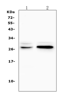 TNFRSF18 Rabbit Polyclonal Antibody