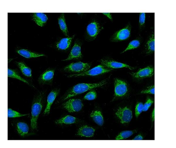 Cyclophilin B/PPIB Antibody