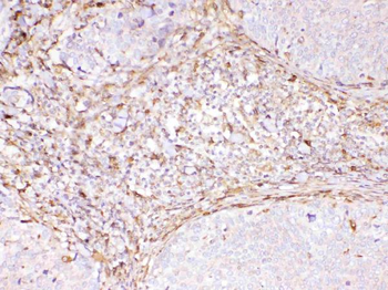 Cyclophilin B/PPIB Antibody