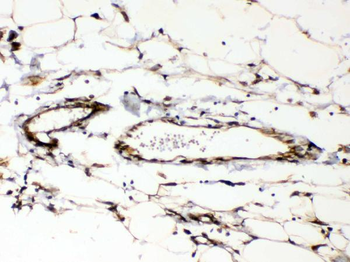 Cyclophilin B/PPIB Antibody
