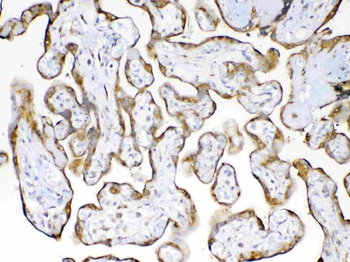 Cyclophilin B/PPIB Antibody
