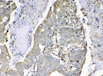 Cyclophilin B/PPIB Antibody