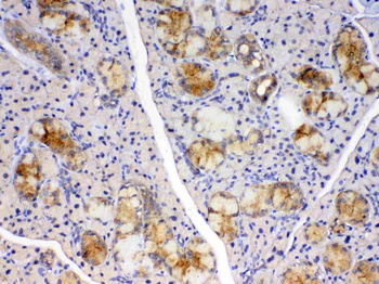 Cyclophilin B/PPIB Antibody
