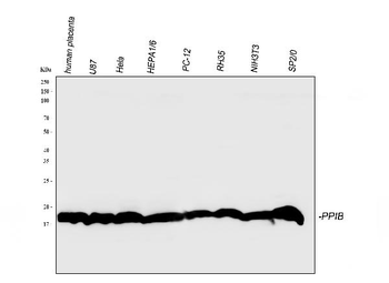 Cyclophilin B/PPIB Antibody