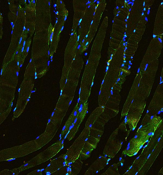 Laminin/Lamc1/Lamc2/Lamc3 Antibody