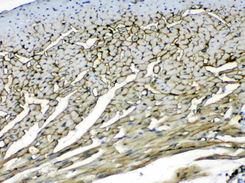 Laminin/Lamc1/Lamc2/Lamc3 Antibody