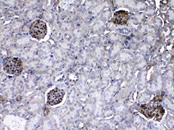 Laminin/Lamc1/Lamc2/Lamc3 Antibody