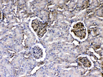 Laminin/Lamc1/Lamc2/Lamc3 Antibody