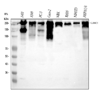 Laminin/Lamc1/Lamc2/Lamc3 Antibody