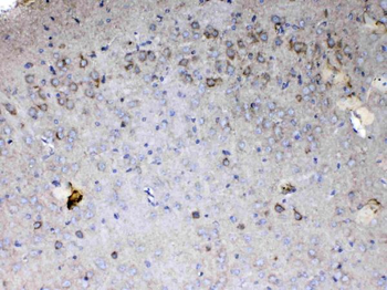 Cytochrome C/Cycs Rabbit Polyclonal Antibody
