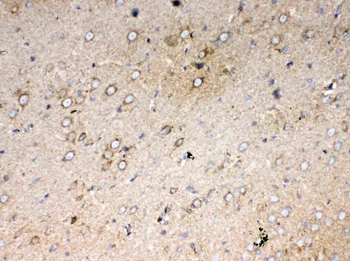 Cytochrome C/Cycs Rabbit Polyclonal Antibody