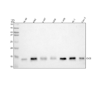 Cytochrome C/Cycs Rabbit Polyclonal Antibody