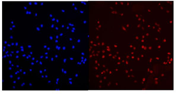 MED15 Antibody
