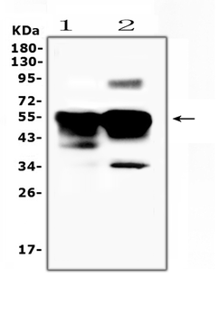 Retinal S antigen/SAG Rabbit Polyclonal Antibody