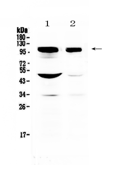 SAP102/DLG3 Rabbit Polyclonal Antibody
