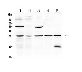 Noggin Rabbit Polyclonal Antibody