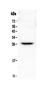 Flt3 ligand/Flt3lg Antibody