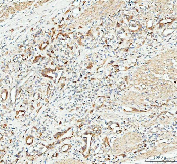 CP110/CCP110 Rabbit Polyclonal Antibody