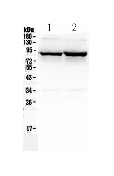 GABA Transporter 1/GAT 1/SLC6A1 Rabbit Polyclonal Antibody