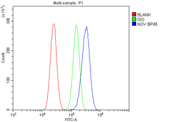 NOV/CCN3 Antibody