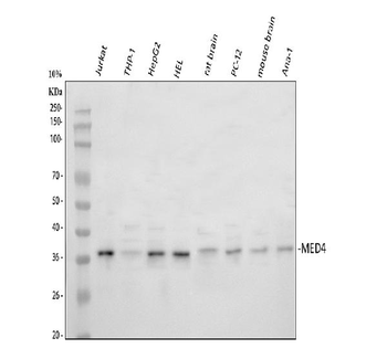 MED4 Antibody