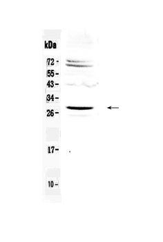 Homeobox protein SIX6 Rabbit Polyclonal Antibody