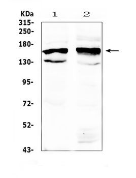 FMN1 Rabbit Polyclonal Antibody