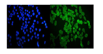 Hsp20/HSPB6 Antibody