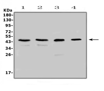 SP6 Rabbit Polyclonal Antibody