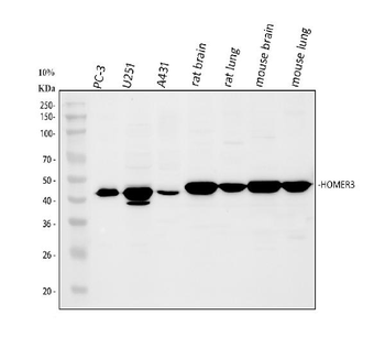 HOMER3 Rabbit Polyclonal Antibody
