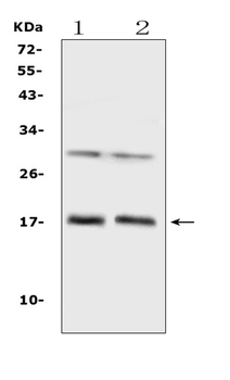 IL1F10 Antibody