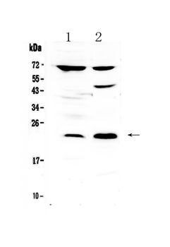 TRFP/MED20 Rabbit Polyclonal Antibody