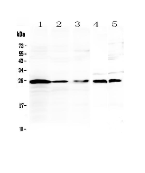 IL36 alpha/IL36A Rabbit Polyclonal Antibody