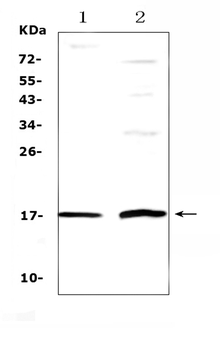Epigen/EPGN Rabbit Polyclonal Antibody