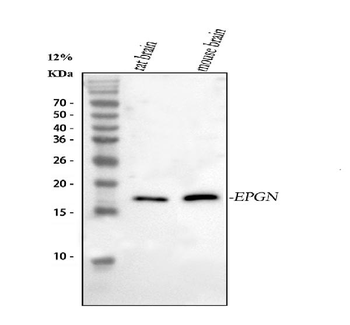 Epigen/Epgn Rabbit Polyclonal Antibody