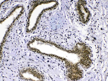 MED18 Antibody