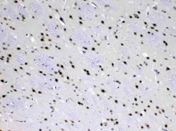 MED18 Antibody