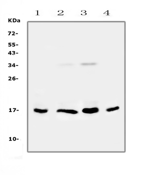 IL17B Antibody