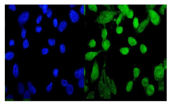MED9 Antibody
